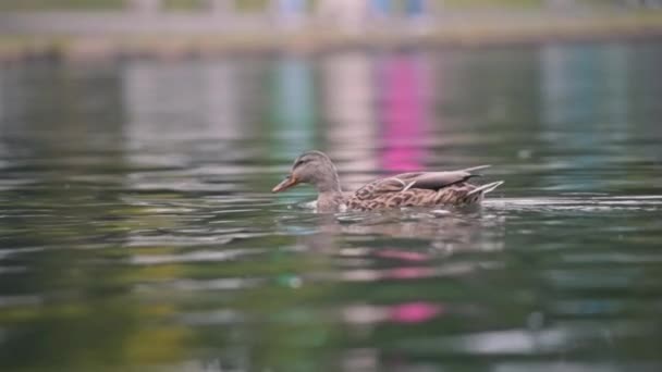 Ente schwimmt, während es regnet — Stockvideo