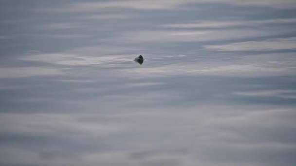 Schildkröten mit dem Kopf auf der Wasseroberfläche — Stockvideo