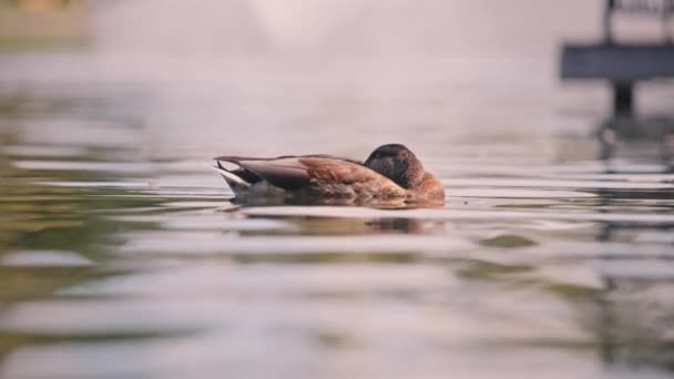 Ente schläft im Teich — Stockvideo