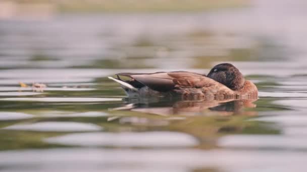 Ente schläft, während sie im See treibt — Stockvideo