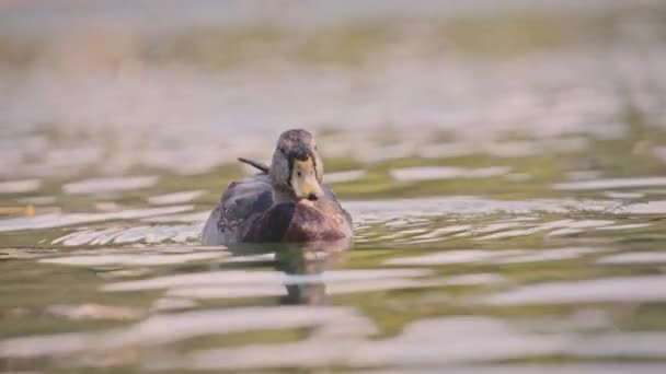 Stockente schwimmt im Teich — Stockvideo