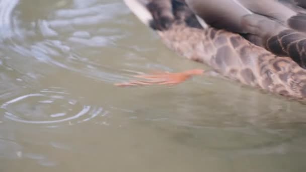 Kachní nohy plavání v rybníku — Stock video