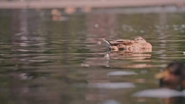 Ente schläft auf der Wasseroberfläche — Stockvideo
