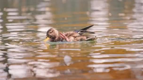 Ente kratzt mit Fuß im Teich — Stockvideo