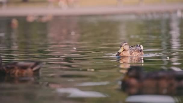 Pato-reais nadando no lago — Vídeo de Stock