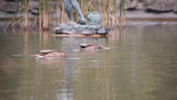 Enten tauchen ins Wasser — Stockvideo