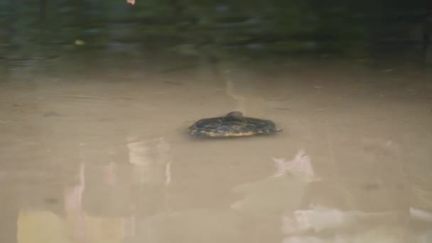 Tartaruga nadando na lagoa — Vídeo de Stock