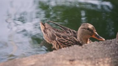 Dişi yaban ördeği, yaklaş.