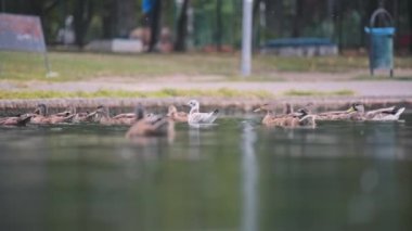 Ördekler yağmurun altında yüzüyor