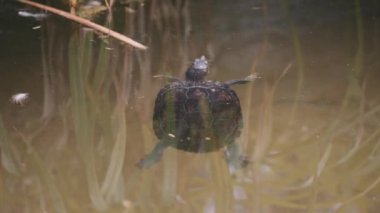 Su yüzeyinde yüzen kaplumbağa.