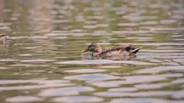 ördek içme suyu Gölü