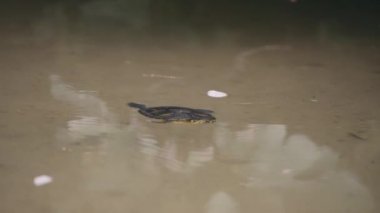 Kaplumbağa gölette yüzüyor.