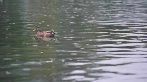 Ente schwimmt im See im Regen — Stockvideo