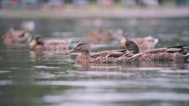 Enten schwimmen, während es regnet — Stockvideo