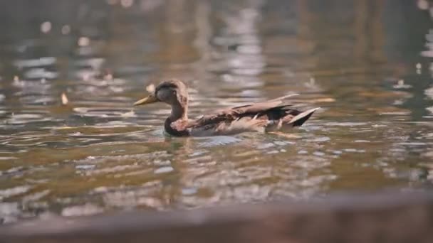 Ente schwimmt bei Sonnenuntergang im Teich — Stockvideo