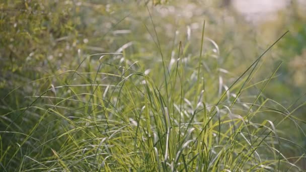 Dzikie trawy kołyszące się na wietrze — Wideo stockowe