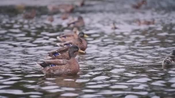 Patos no lago durante a chuva leve — Vídeo de Stock