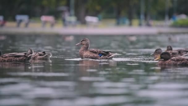 Ente schüttelt Federn, während es regnet — Stockvideo