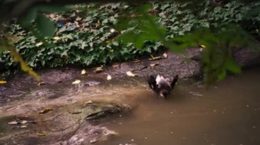 Nehirde banyo yapan küçük bir kuş.