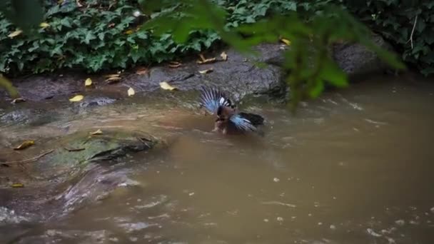 Jay pássaro espalhando asas no fluxo — Vídeo de Stock