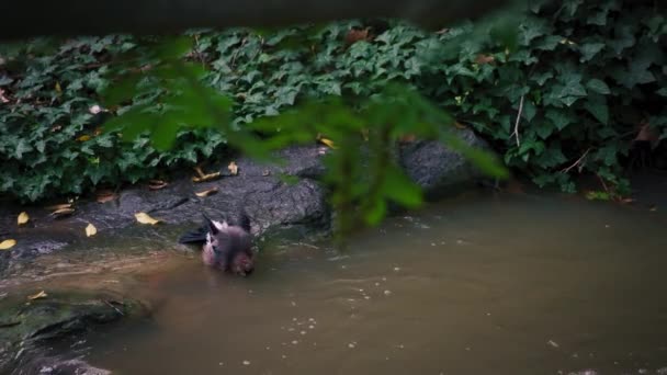 Bonito pássaro gaio tomando banho no rio — Vídeo de Stock