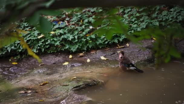 Eurasia jay pájaro en el río arroyo — Vídeos de Stock