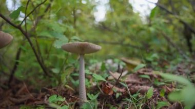 Ormanda beyaz mantarlar