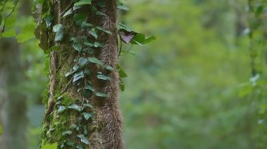 Ağaç gövdesi sarmaşık bitkisiyle kaplı