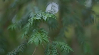 Bulanık arkaplanda yeşil dallar