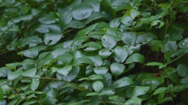 Koyu yeşil yapraklar