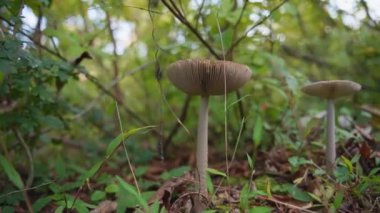 Ormanda beyaz mantarlar