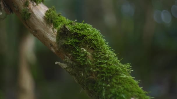 Muschio verde sul tronco d'albero — Video Stock