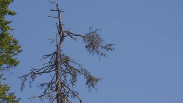 Albero secco su sfondo cielo blu — Video Stock