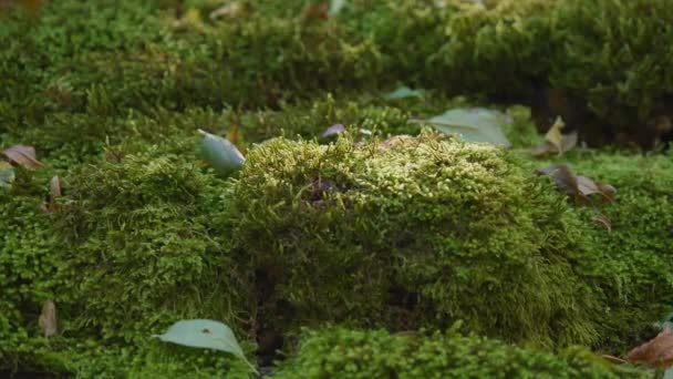 Gröna buskar i skogen — Stockvideo