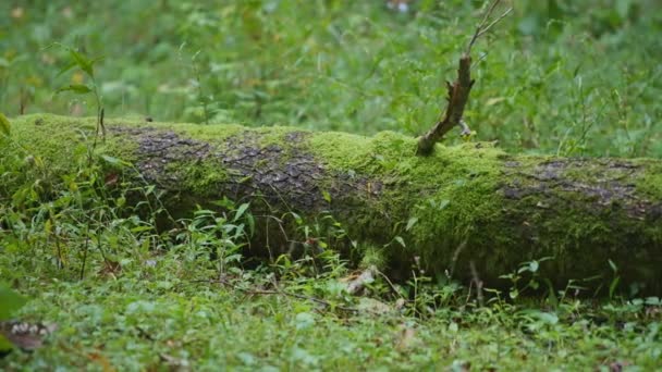 Tronco d'albero sdraiato coperto di muschio — Video Stock