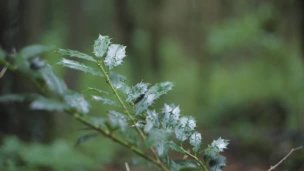 湿绿叶 — 图库视频影像