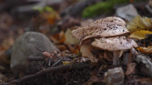 Funghi in crescita nel bosco — Video Stock