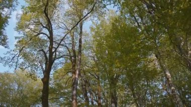 Ormanda uzun ağaçlar, dolly vuruldu.