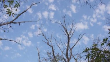 Ağaçların arasında ilerlerken 