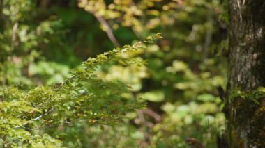 Ormanda güneş ışığı altında ağaç dalları