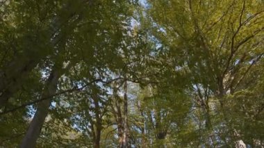 Uzun orman ağaçları, düşük açı doli.