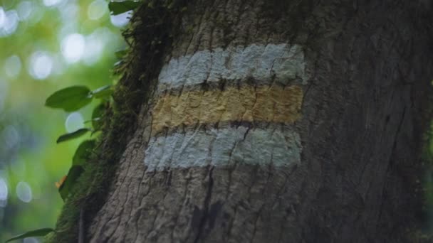 Sentiero segnaletica su tronco d'albero — Video Stock