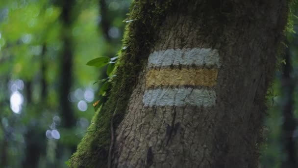 Sentiero segno sul tronco d'albero — Video Stock
