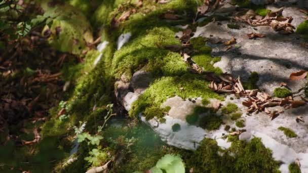 Muschio che cresce sulla pietra nella foresta — Video Stock