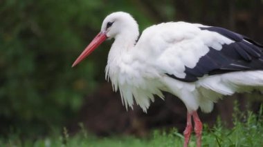 Güzel siyah beyaz leylek
