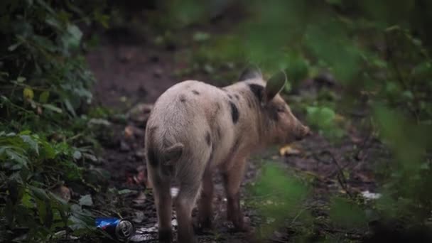 Un lechón en el bosque — Vídeos de Stock