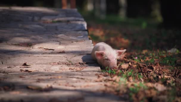 Porcellino che si gratta nel bosco — Video Stock