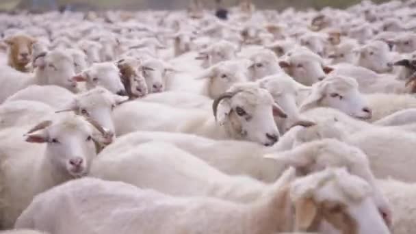 Rebanho de ovelhas caminhando estreitamente juntas — Vídeo de Stock