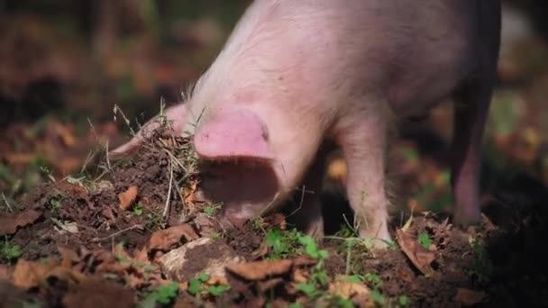 Um porco cavando o chão na floresta — Vídeo de Stock