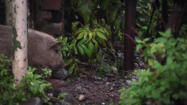 Cerdo salvaje marrón caminando en el bosque — Vídeos de Stock
